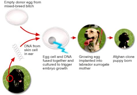 Cloning Biological Replication Clones Replicants Genomics The Human