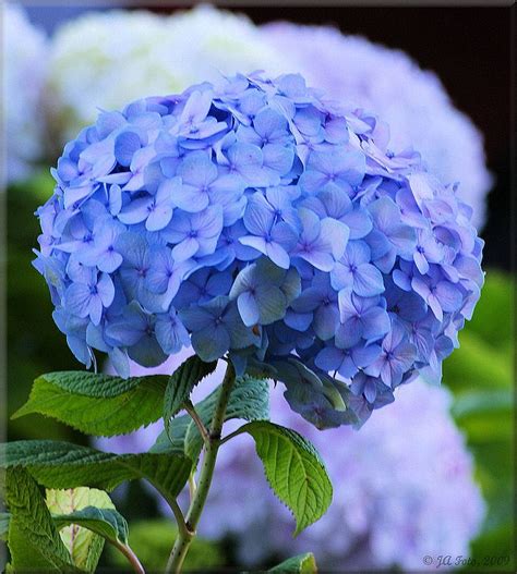 Purple Flowers So Beautiful Blue Flower Names Blue