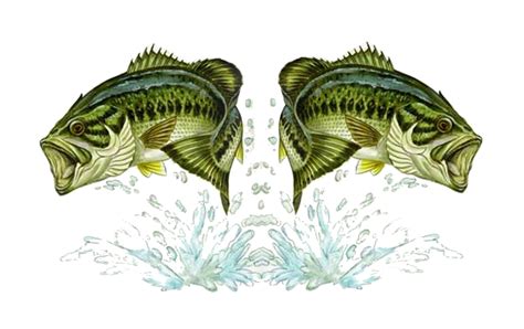Black Bass Png Png Image Collection