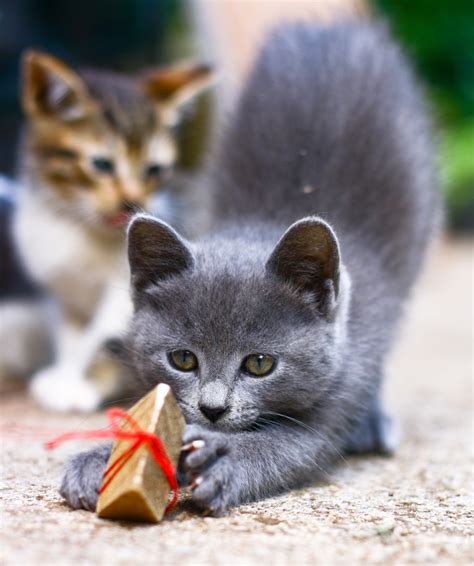 10 Curious Cats Guaranteed To Inspire Creativity Photos