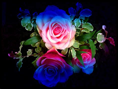 Colourful Roses Wallpaper High Definition High Quality Widescreen