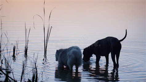 Two Dogs Drink Lake Water On Sunset Couple Pedigree Pet Standing In
