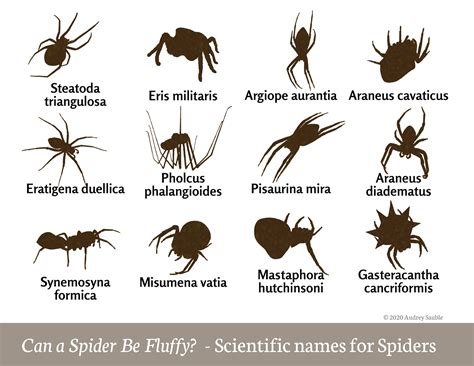 Litlinks How To Make Spiders Lovable With Scientific Classification