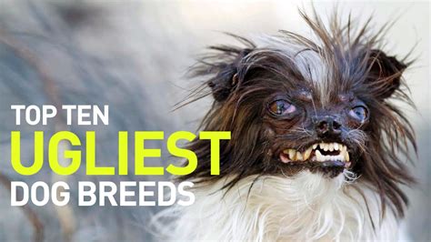 Top 10 Ugliest Dogs And Dog Breeds In The World Youtube