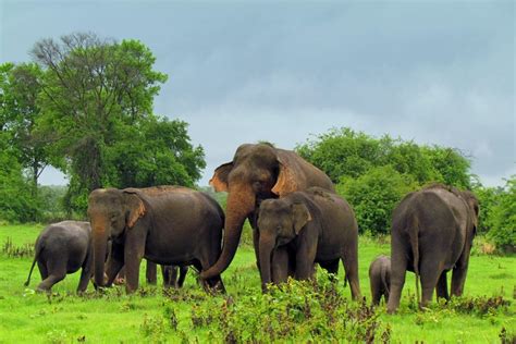 Sri Lanka Gets Its First Data Based Elephant Distribution Map