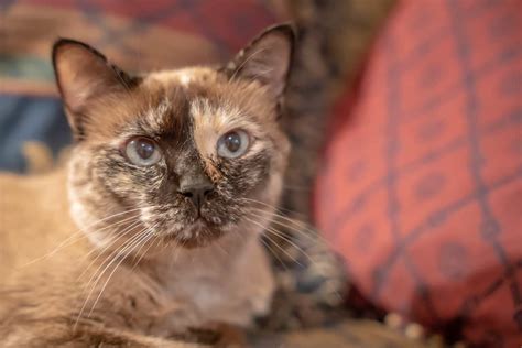 14 Fascinating Facts About Tortoiseshell Siamese Cats That Will Amaze You