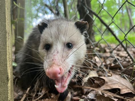 Virginia Opossum From Crabapple Trail Dallas Ga Us On April 30 2022