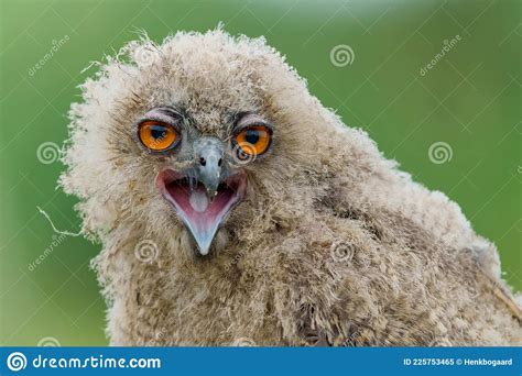 Cute Juvenile European Eagle Owl Bubo Bubo Stock Image Image Of