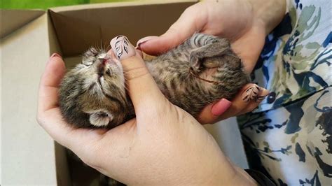 Feeding Newborn Kittens Without Mom Cat Youtube
