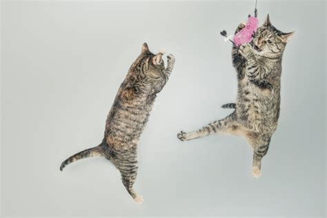 How High Can Cats Jump Unveiling The Astonishing Jumping Abilities Of