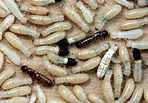 What Do Termites Look Like? Signs of Termite Damage