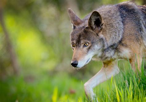 Defend Red Wolves From Extinction