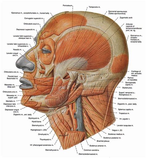 In addition, the bones of the skull and face are counted as separate bones, despite being fused individuals may have more or fewer bones than the average (even accounting for developmental amputations. Head Muscles | Head&Neck | Pinterest | Head muscles ...
