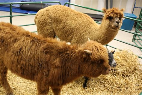 You can't possibly go wrong with a petting zoo named after the classic farm song. Traveling Pets | Valley Exotics - a petting zoo that comes ...