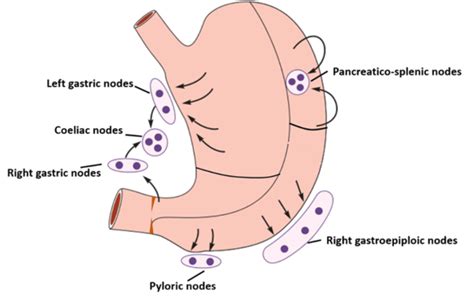 Stomach Pats Relations Blood And Nerve Supply Lymphatic Drainage
