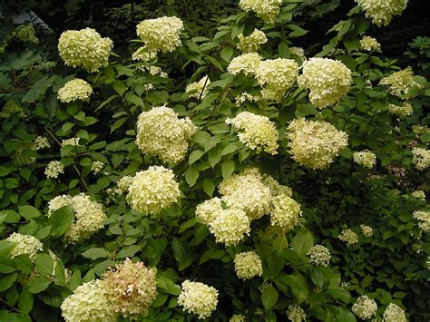 Filehydrangea Paniculata 02 Ies