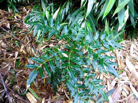 Berberis Japonica • New Zealand Plant Conservation Network