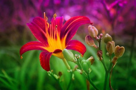 85 Pictures Of Most Beautiful Flowers In The World