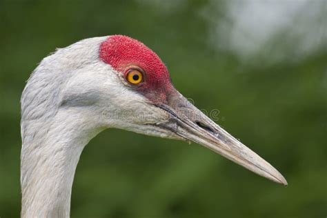 Sandhill Crane Close Up Stock Image Image Of Redhead 20729313