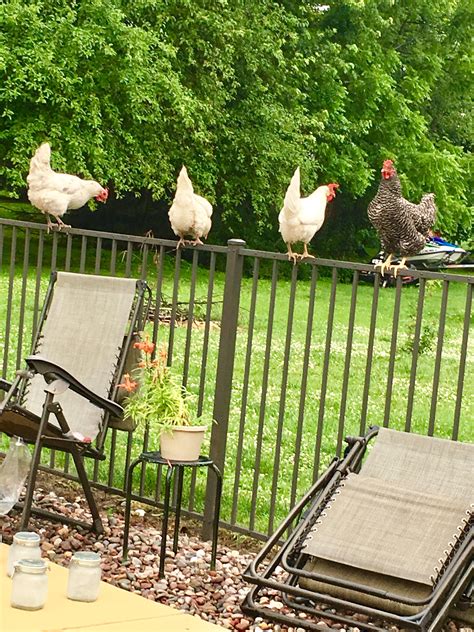 Pin Van Renees Fancy Chicks Op My Backyard Chickens