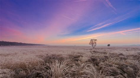 Beautiful Light Purple Sky Above Brown Grass Field 4k Hd