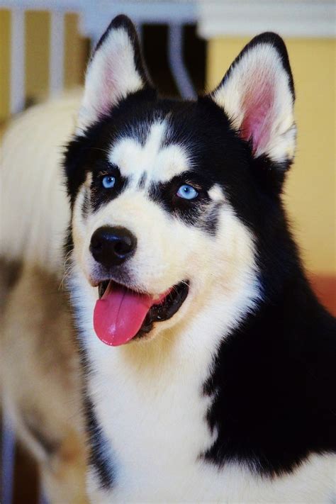 Big Beautiful Boy This Siberian Husky Puppy Is Only 10