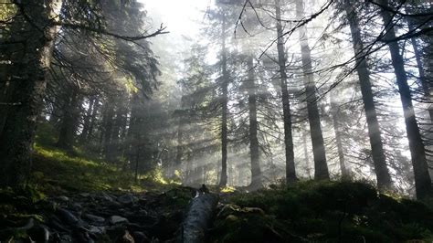 Picture I Took In The Deep Forests Of Norway This Weekend Imagesofnorway