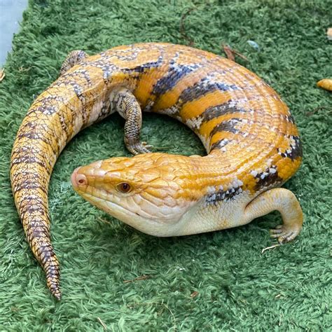 Very Orange Level In The Back Sunset Bluetongueskink Bts Reptile