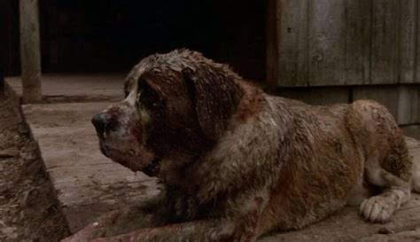 What Kind Of Dog Was Cujo Famous Dogs Presented Hepper