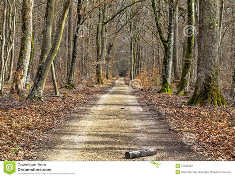 Footpath In A Forest Stock Image Image Of Hiking Fontainebleau 31335253