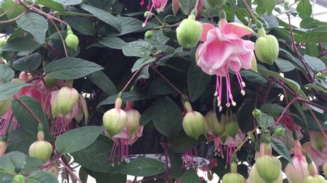 Southgate Fuchsia Youtube