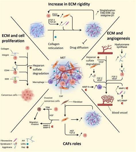 Extracellular Matrix Modifications In Lung Cancer Initiation