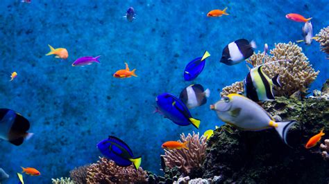 22 Aquarium Backgrounds Wallpapers Images Pictures Design Trends