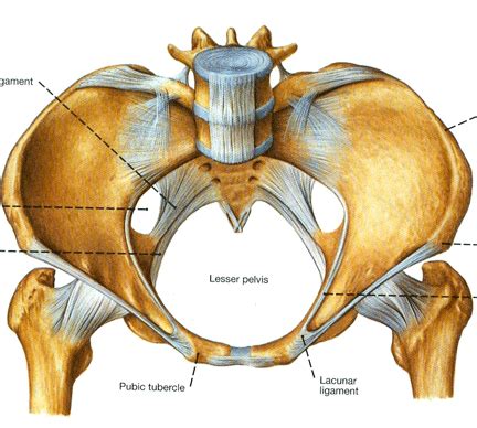 The hip bones (ossa cosarum) meet at the pelvic symphysis ventrally, and articulate with the sacrum dorsally. Human Anatomy & Physiology of Pelvis | Human Anatomy