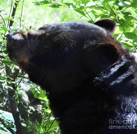 Up Close Black Bear Photograph By D Hackett