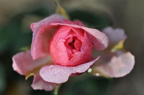 Images Gratuites Fleur Hiver Macro Rose Rose Famille Flore