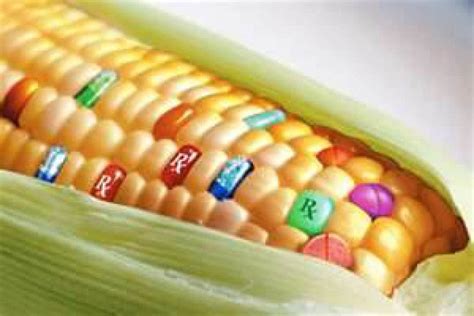 Why Genetically Engineered Food Is Dangerous New Report By Genetic Engineers Holliston Ma Patch