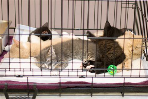 Each week we spotlight a shelter dog and cat who are available for adoption. The Office Litter | Save-A-Pet Adoption Center | Flickr