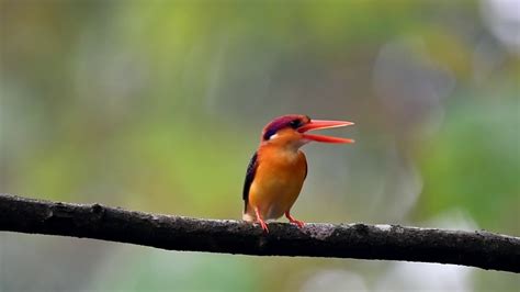 Oriental Dwarf Kingfisher Call तिबोटी खंड्या Odkf Western Ghats