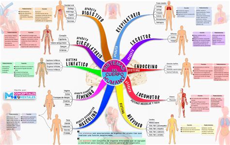 Nuevo Mapa Mental Del Cuerpo Humano Partes Funciones Y Padecimientos