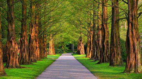 Download Wallpaper 1920x1080 Alley Trees Grass Summer