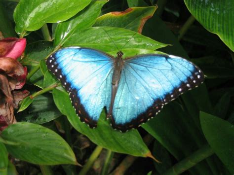 Common blue morpho in niagara falls butterfly house, july 1998. Pin by Lisa Grieman-Howard on Fragility (With images ...