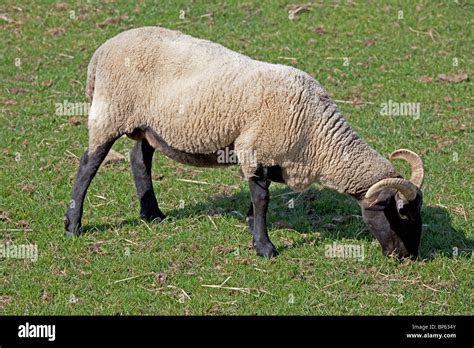 Norfolk Horn Black Faced Sheep Grazing Cotswold Farm Park Uk Stock
