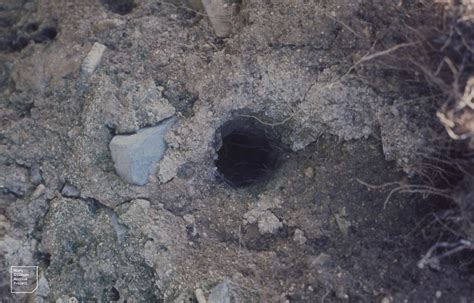 Water Vole Hole In Tufa By Stream Marcross Valley Februa Flickr