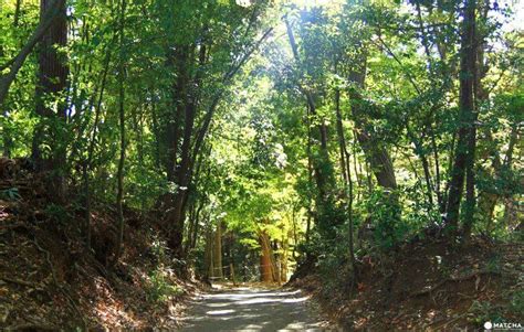 The Forest Of Totoro Is A Gem Hidden In The Mountain Area Of Saitama