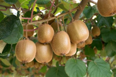 Premium Photo Fresh Kiwi Fruit On Tree Growing Kiwifruit Actinidia
