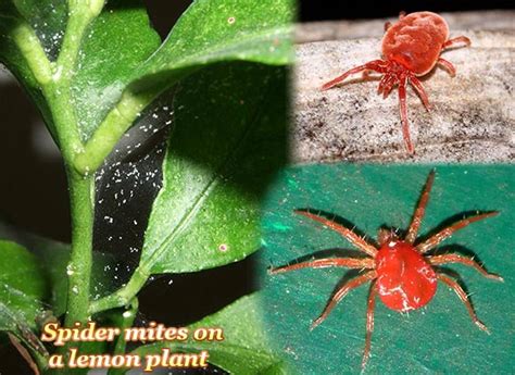 These will bite humans and even transmit some diseases. 6 FAQs on Red Spider Mites, or All You Need to Know about Them