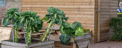 How To Grow Brussels Sprouts Horticulture Magazine