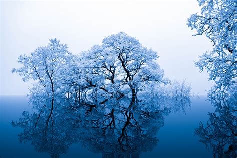 Nature Inspiration Trees · Free photo on Pixabay