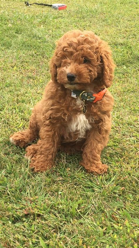 Mini Red Goldendoodle Lager My Friend Ashleys Puppy ️ Cute